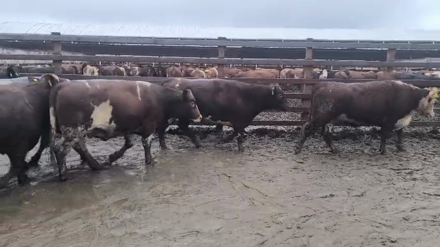 Lote 20 Novillo Gordo en Los Ángeles, VIII Región Biobío