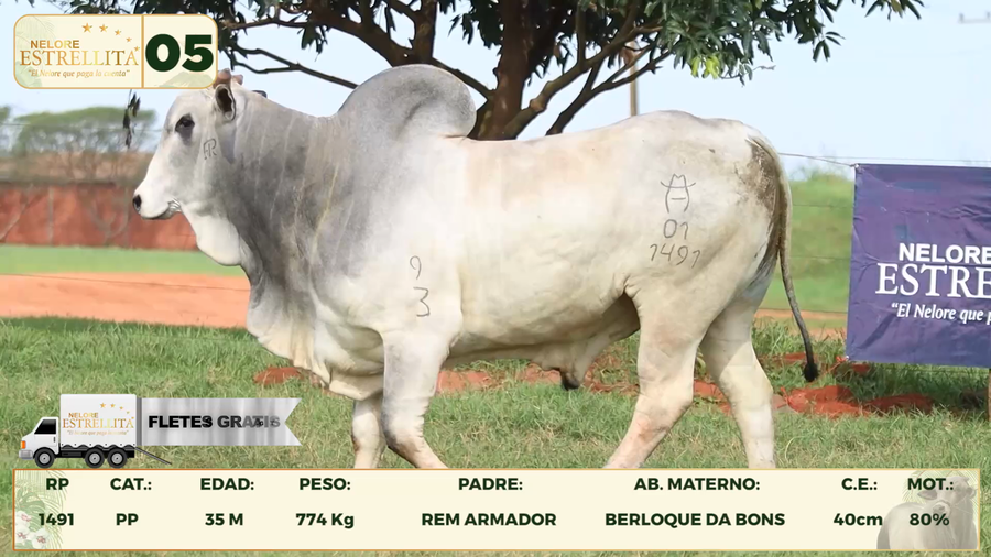 Lote LOTE 5