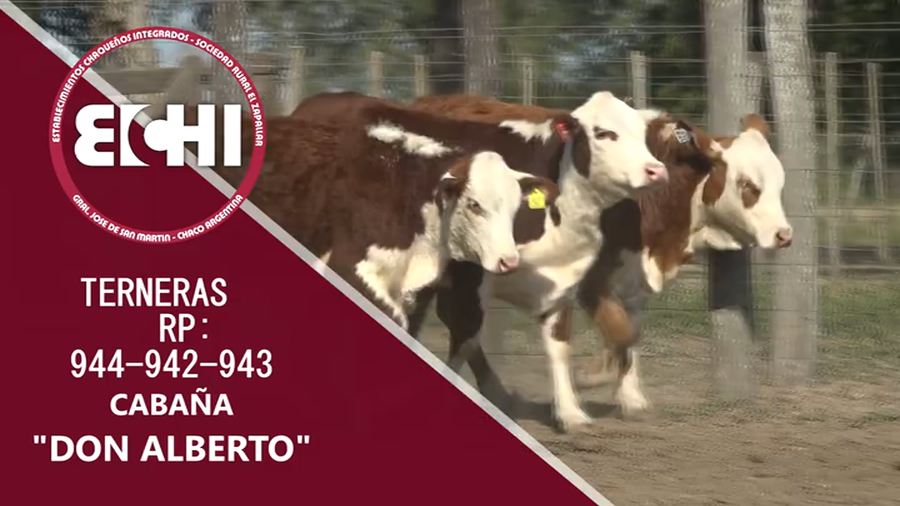 Lote TERNERAS BRAFORD CABAÑA DON ALBERTO