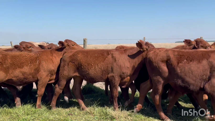 Lote 50 Terneros