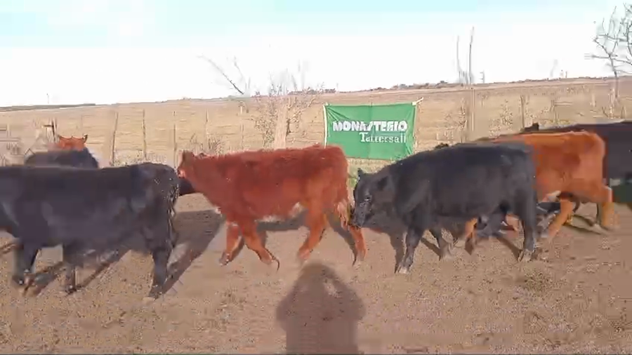 Lote 30 Terneros en Chascomús