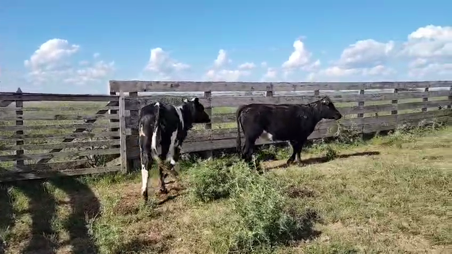 Lote 2 Vaquillonas  a remate en Pantalla Camy, San José