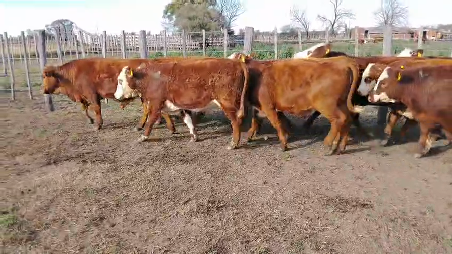 Lote 70 Novillos