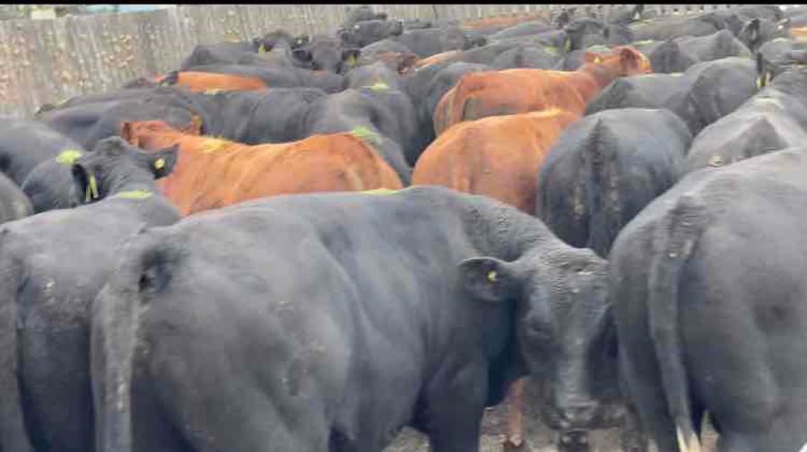 Lote 60 Ternero en Futrono, XIV Región Los Ríos