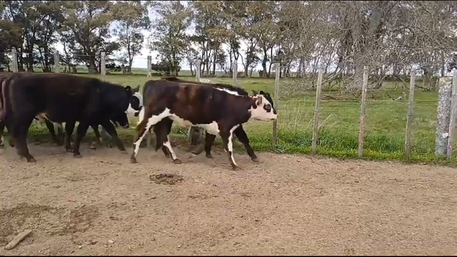 Lote (Vendido)6 Terneros CRUZAS a remate en #37 Pantalla Carmelo 150kg -  en CUCHILLA EL PERDIDO