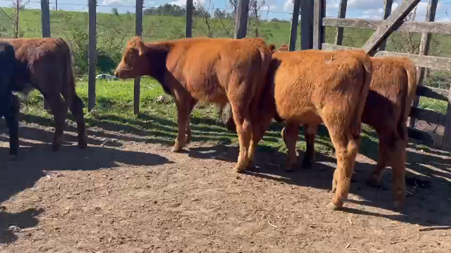 Lote 8 Terneros Angus y caretas