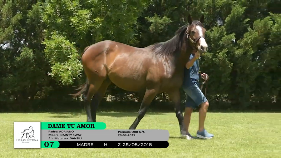 Lote DAME TU AMOR (Brz)