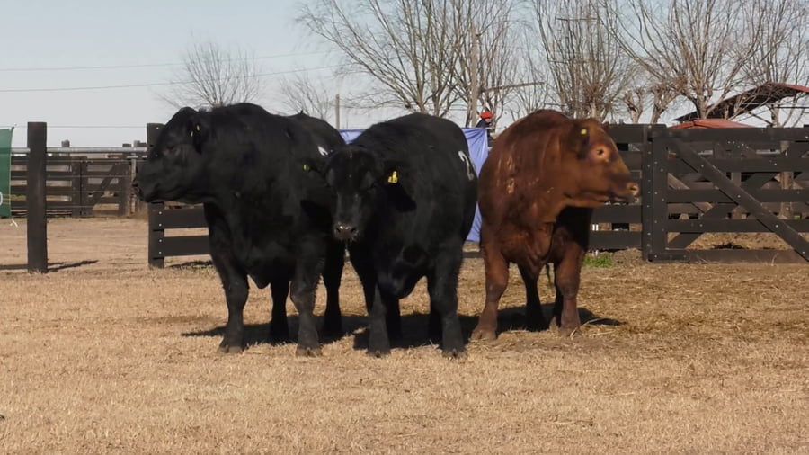 Lote TOROS ANGUS PUROS CONTROLADOS