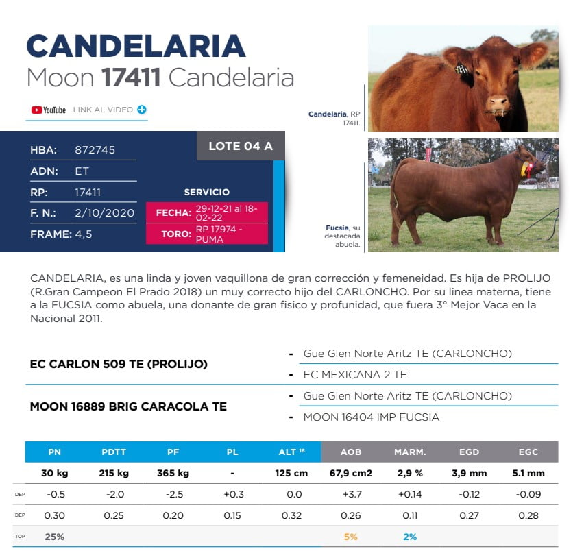Lote Eleccion de una Vaquillona PP