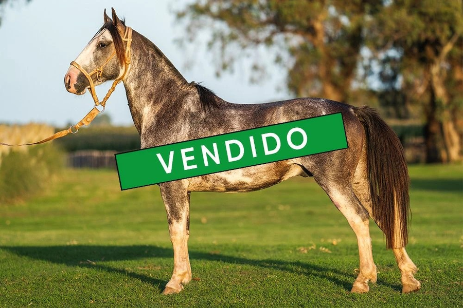 Lote GUIRITA HOLANDES