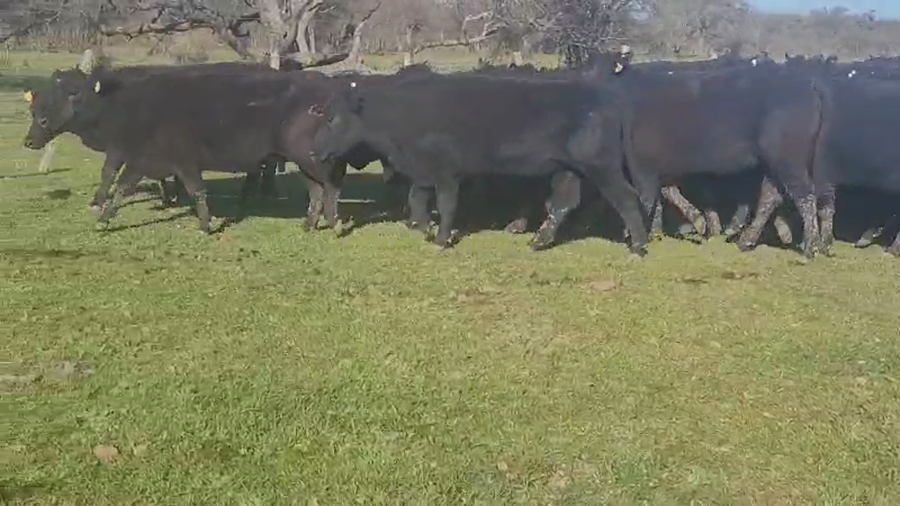 Lote 150 Vaquillonas en Villaguay, Entre Ríos