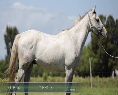 Lote LG REGIS