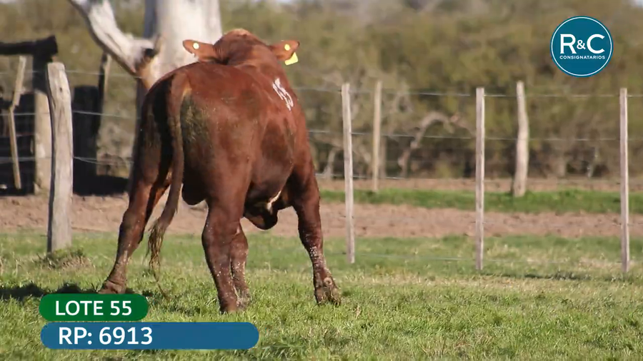 Lote Toros señal 22