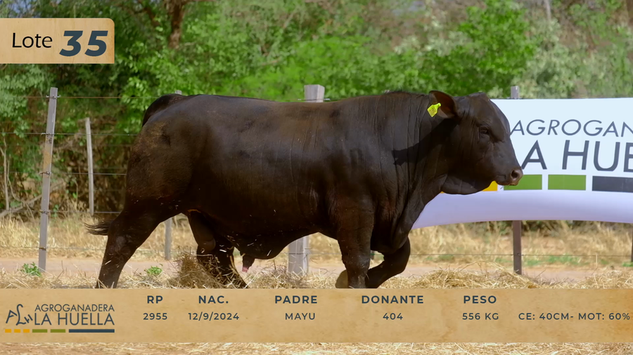Lote LOTE 35