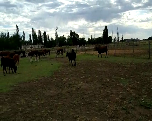 Lote 70 Terneros en Buenos Aires, Mayor Buratovich