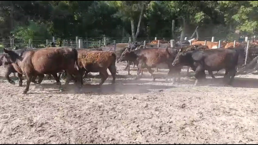 Lote 17 Terneros/as