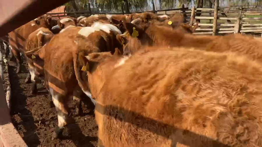 Lote 50 Novillo Engorda en María Pinto, Región Metropolitana