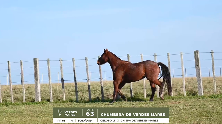 Lote CHUMBERA DE VERDES MARES