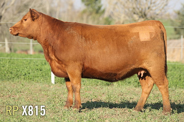 Lote 4 VAQUILLONAS PREÑADAS 2 PURAS DE PEDIGREE Y 2 SIN PEDIGREE