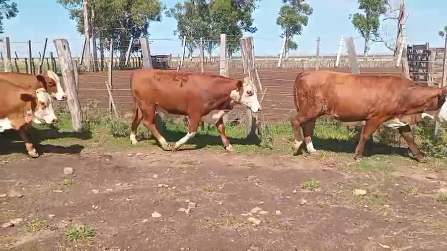 Lote 60 Vaquillonas en Corrientes, Mercedes