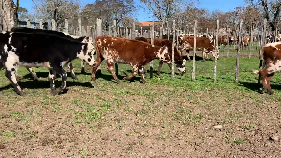 Lote 7 Vaquillonas 1 a 2 años en Melo, Cerro Largo