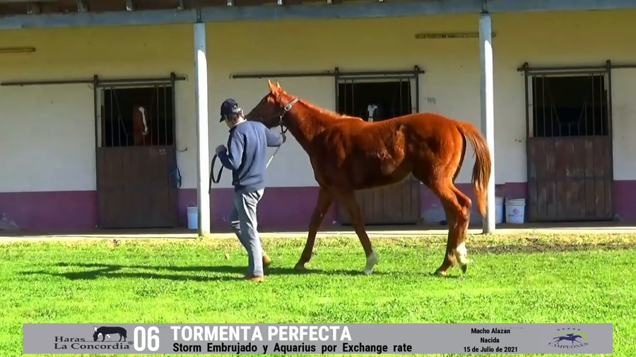 Lote TORMENTA PERFECTA