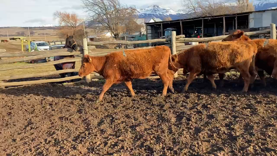 Lote 15 Vaquilla Engorda en Coyhaique, XI Región Aysén