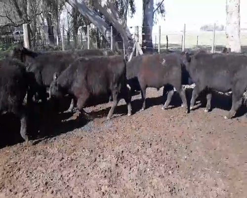 Lote 50 Novillitos en Coronel Suarez, Buenos Aires