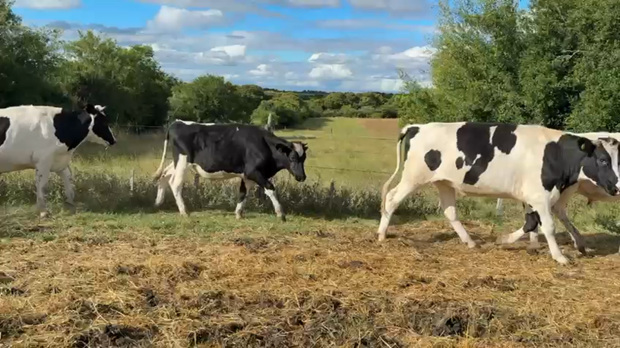 Lote NOVILLOS 1 a 2 AÑOS