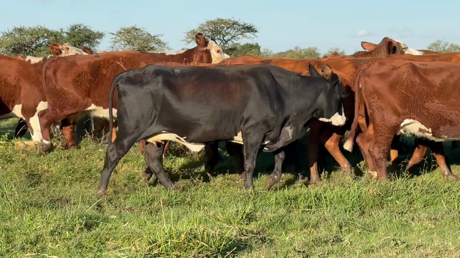 Lote 51 Vacas usadas preñadas