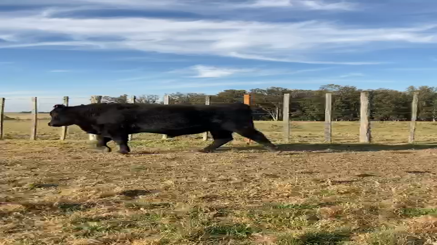 Lote (Vendido)Toros a remate en Subasta Toros de La Competencia, Montevideo