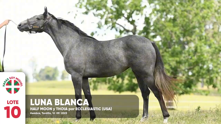 Lote LUNA BLANCA
