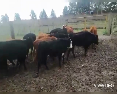 Lote 18 Terneras en Brandsen, Buenos Aires