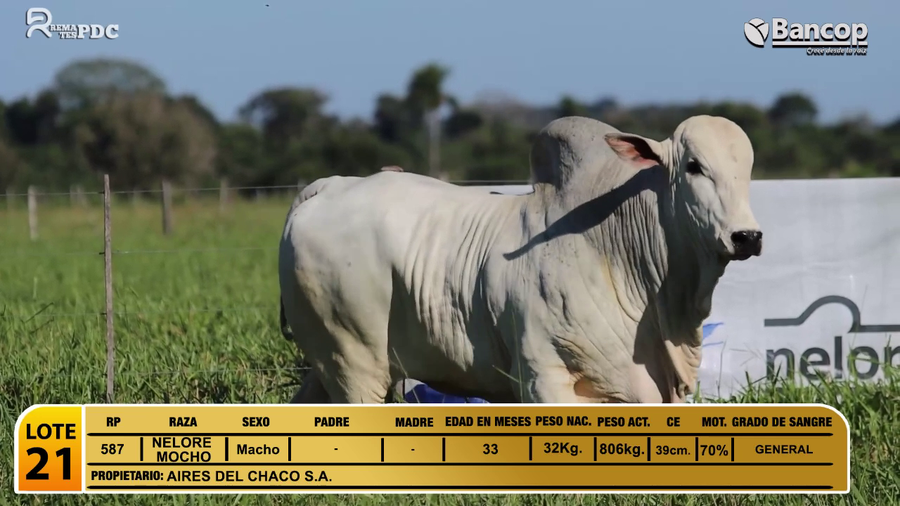 Lote Toros NELORE MOCHO a remate en Jueves 29 de mayo- Remates PDC, Amambay