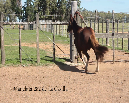 Lote MANCHITA 282 DE LA CASILLA