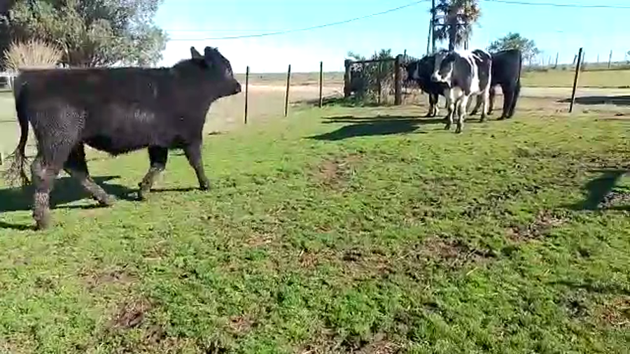 Lote 4 Novillos a remate en PANTALLA CAMY 500kg - , San José