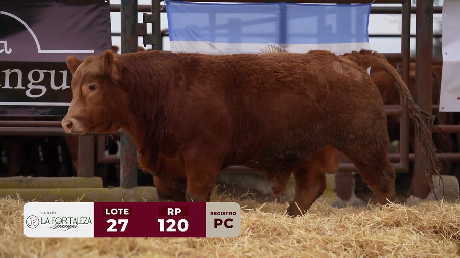 Lote TORO PC