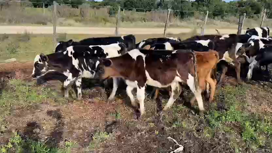 Lote 40 Terneros Holando a remate en Pantalla Camy en Ruta 1 Km 70