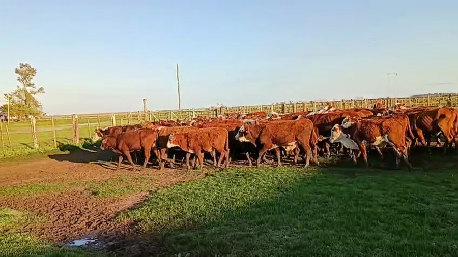 Lote 100 Terneros