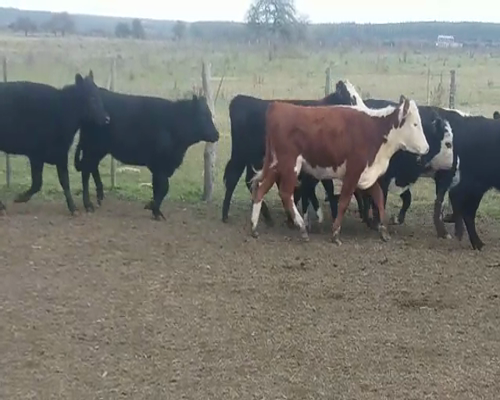 Lote (Vendido)25 Vaquillonas  HE/ AA 280kg -  en SANCHEZ GRANDE