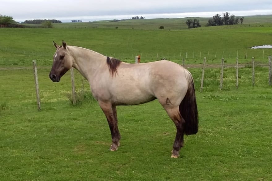 Lote Cabaña "Berachi" - RP 375 - Berachi Totorita