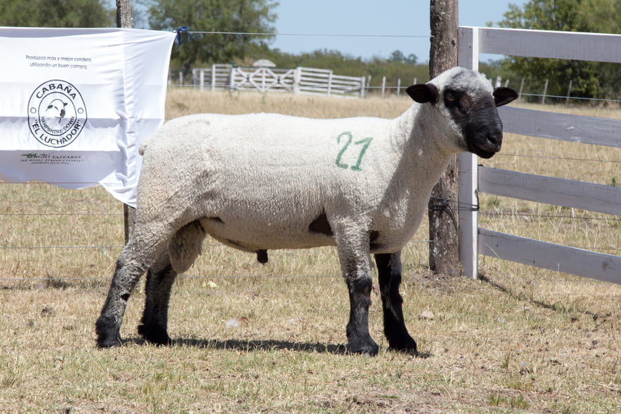 Lote OVINO HAMPSHIRE D. MACHO PPC