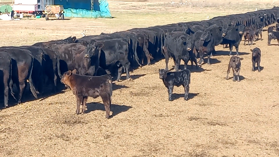 Lote 70 Terneros en Buenos Aires, Pehuajó