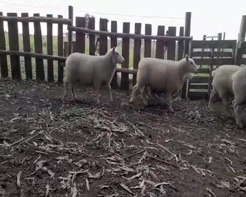 Lote (Vendido)11 Borregas TEXEL a remate en Entre Martillos en SAN JOSE