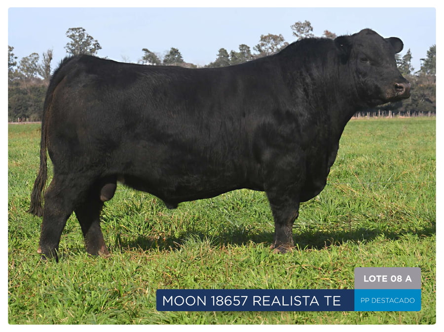 Lote RP 18657 Y 18653 - Toro PP