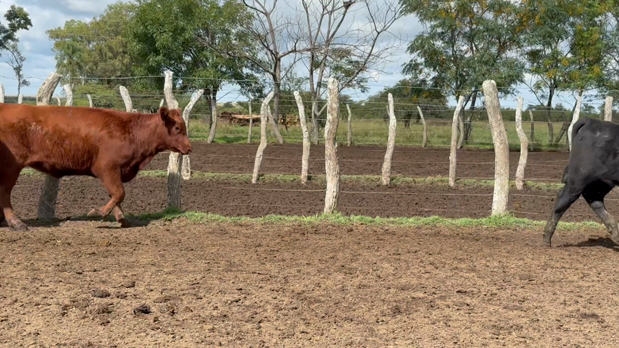 Lote 60 Terneras en Corrientes, Curuzú-Cuatiá