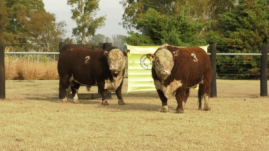 Lote TOROS P. HEREFORD PURO REGISTADRO