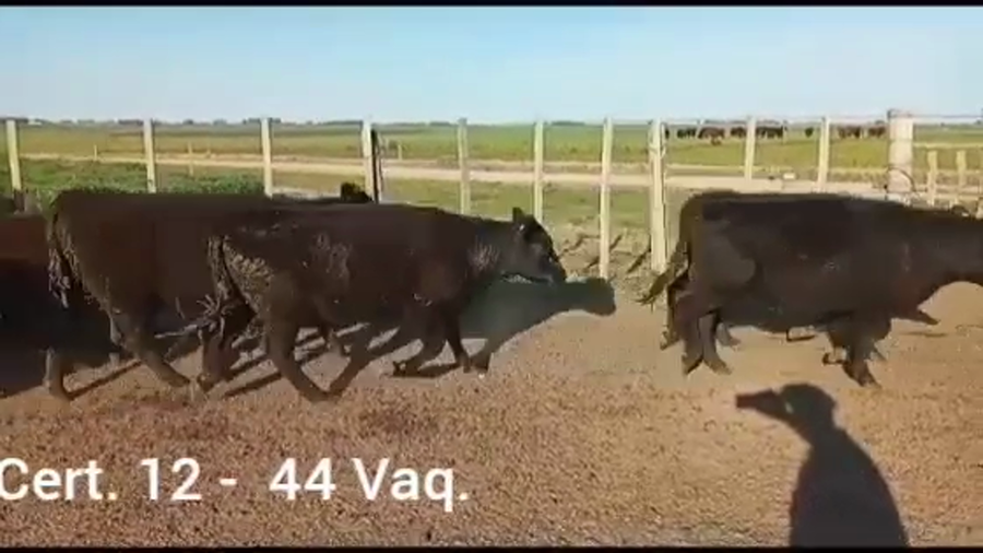 Lote VAQUILLONAS DE 1 A 2 AÑOS