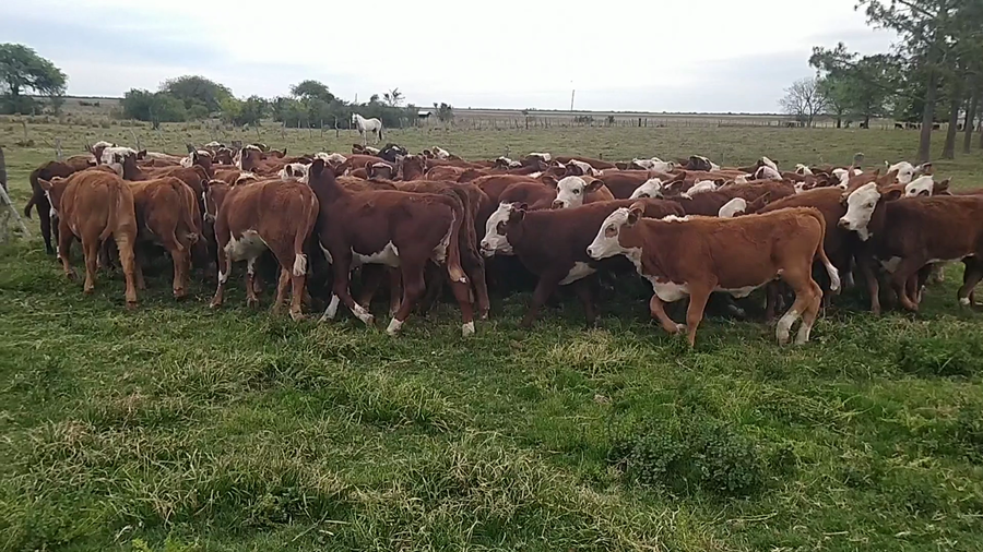 Lote 90 Terneras en Chavarría, Corrientes
