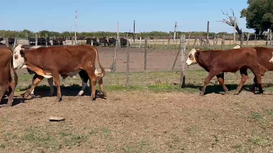 Lote 130 Terneros en Formosa, Clorinda